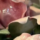 陶磁器